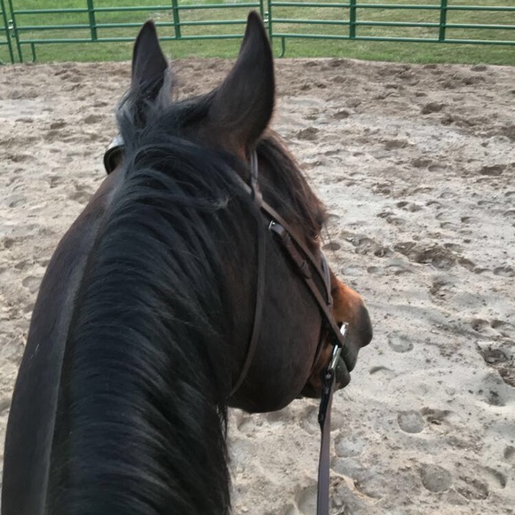 Meet your Posher, Adison - Picture 1 of 1